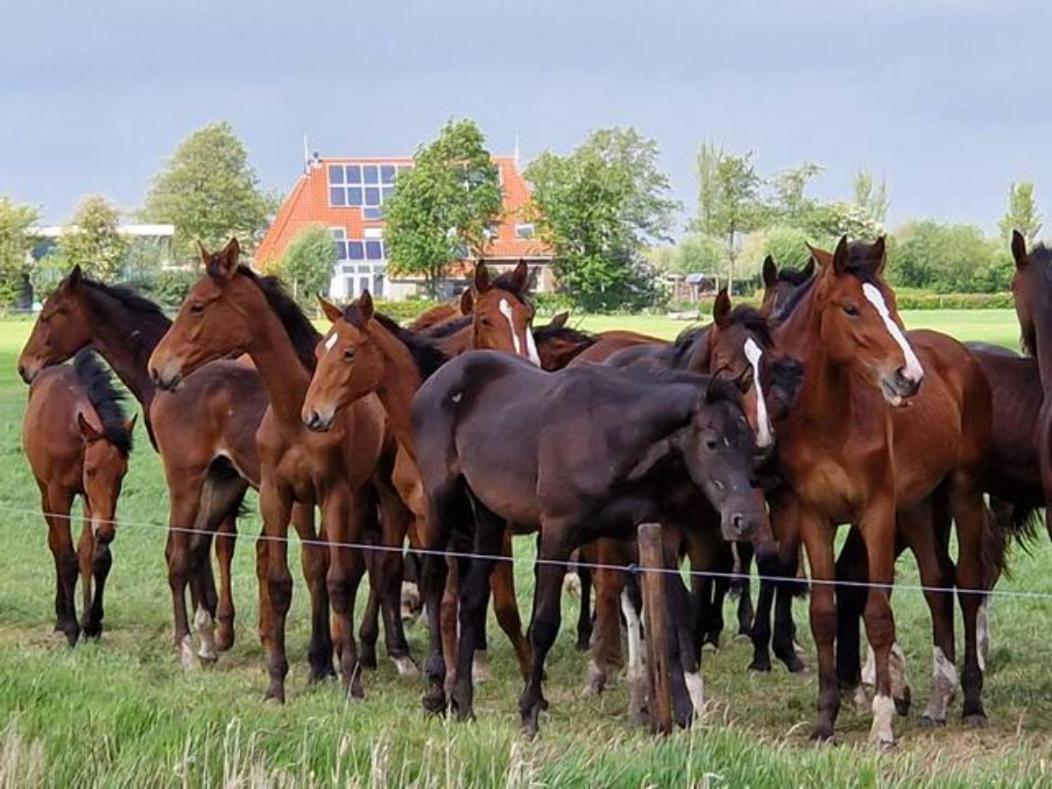 Akkrum Luxe Gastenverblijf In Het Hart Van Friesland מראה חיצוני תמונה